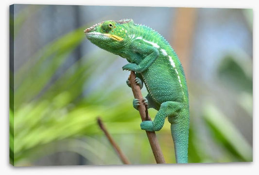 Reptiles / Amphibian