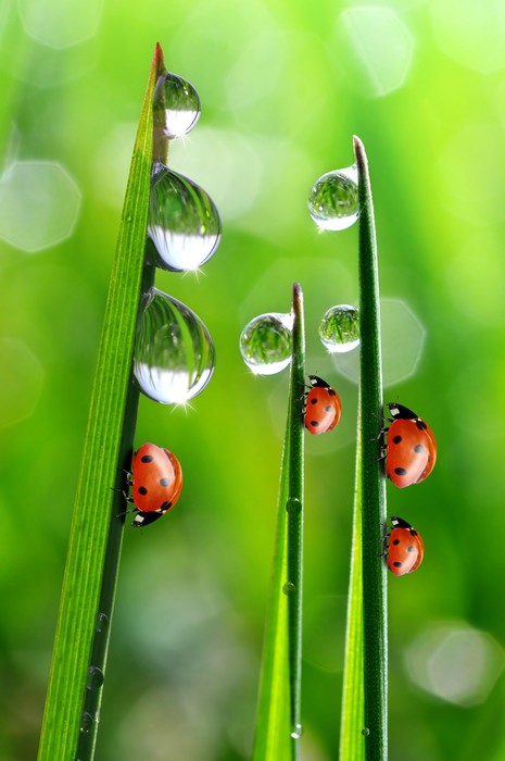 Fresh morning ladybirds