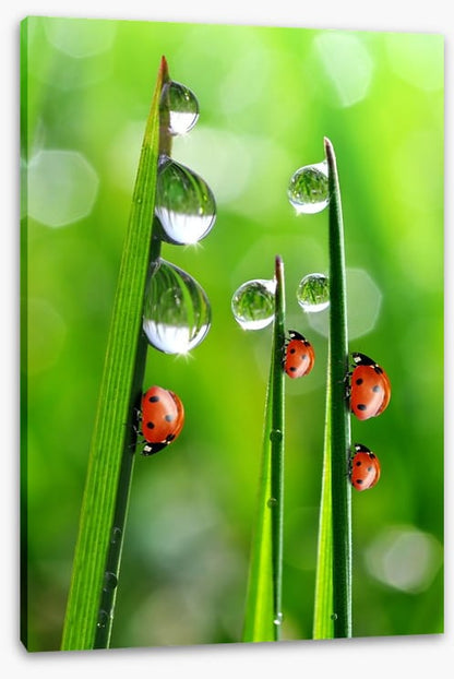 Fresh morning ladybirds