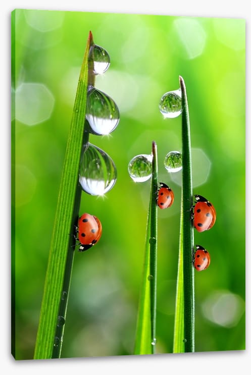Fresh morning ladybirds