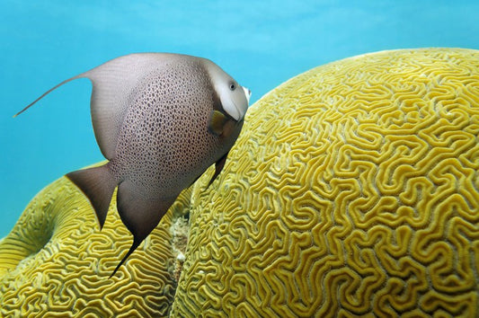 Fish / Aquatic