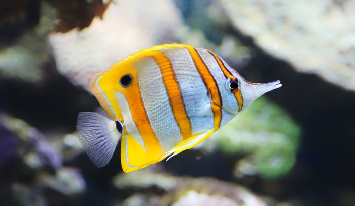 Fish / Aquatic