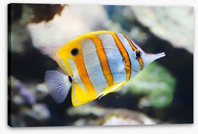 Fish / Aquatic