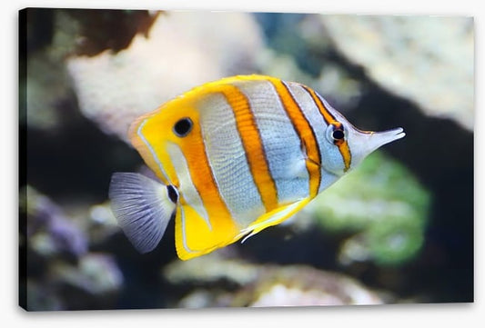 Fish / Aquatic