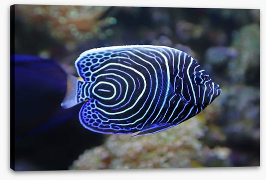 Juvenile emperor angelfish