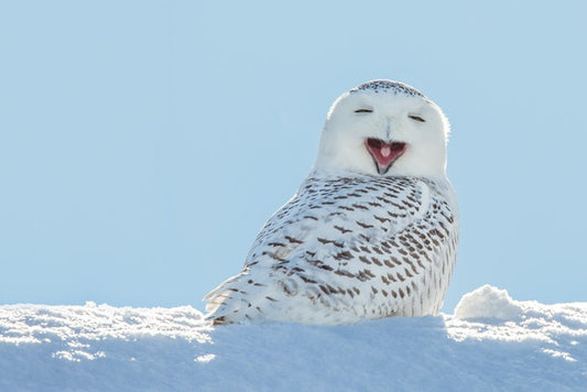 Smiling snowy owl