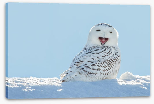 Smiling snowy owl