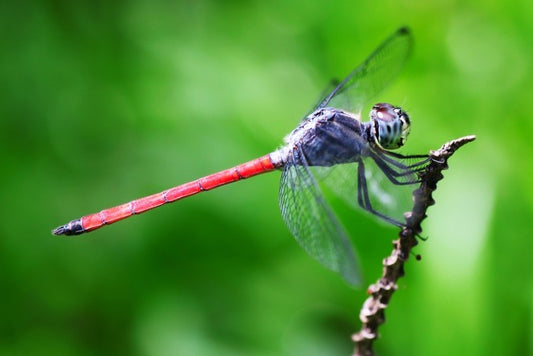 Insects
