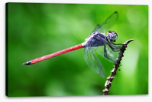 Insects