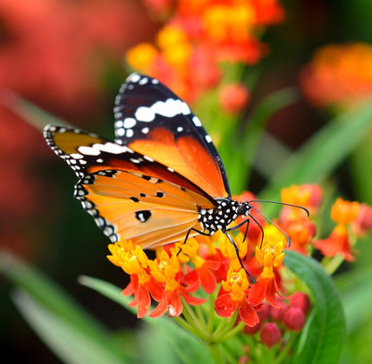 Orange monarch