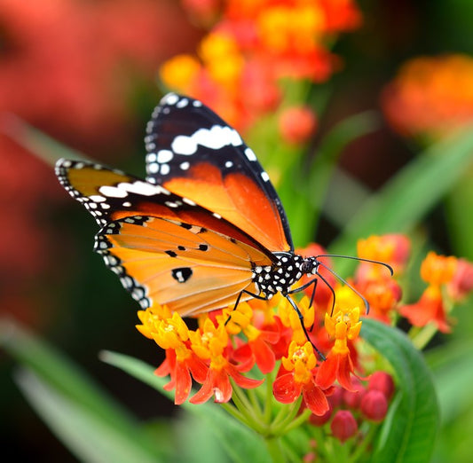 Orange monarch