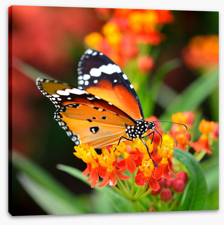 Orange monarch