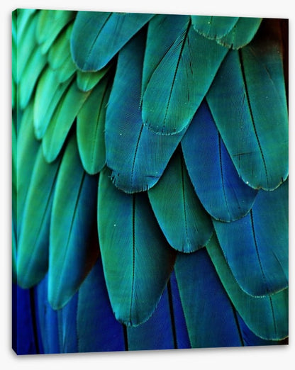 Macaw feathers