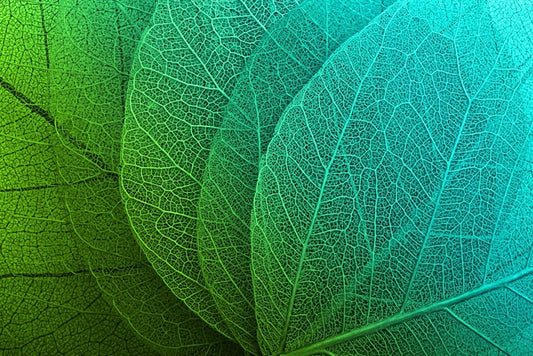 Macro leaves