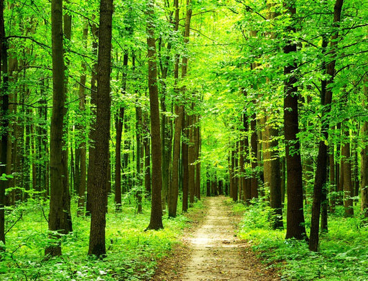 Dazzling forest