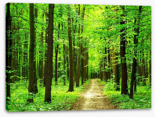 Dazzling forest