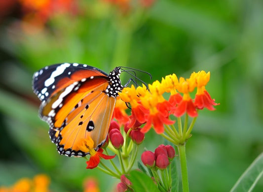 Insects