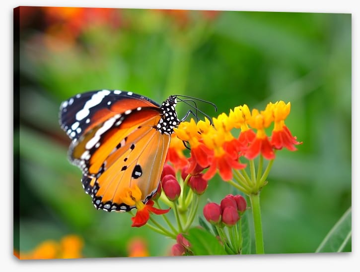 Insects