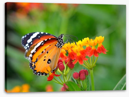 Insects