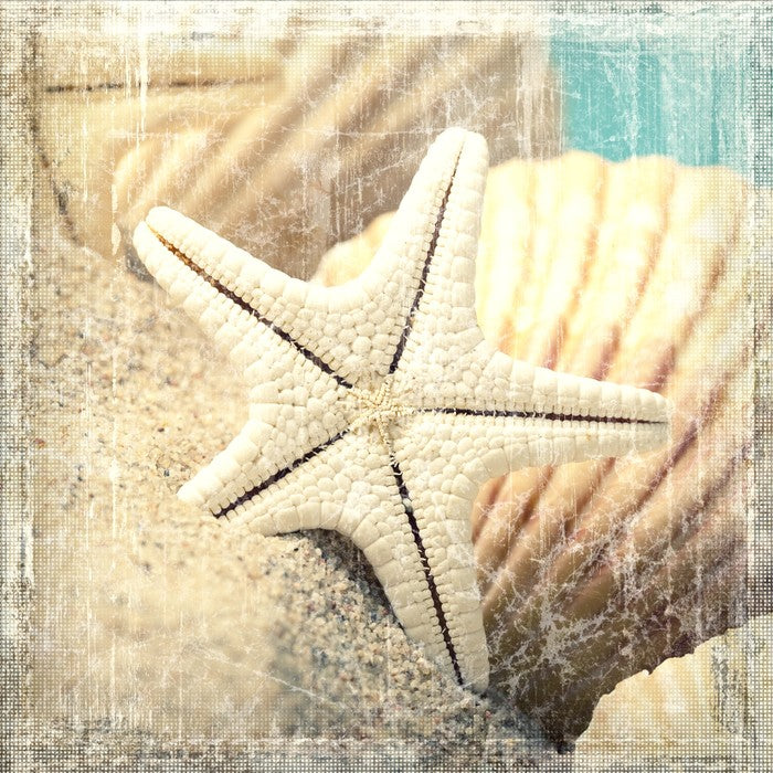 Shells and starfish