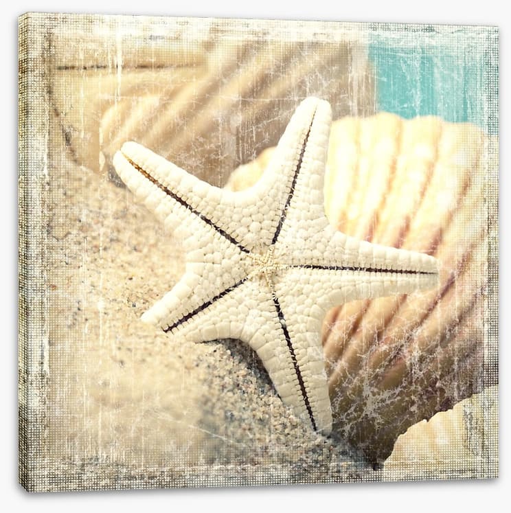 Shells and starfish