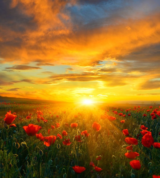 Poppy heaven