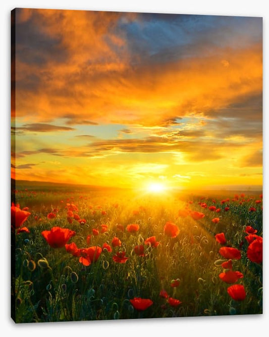 Poppy heaven