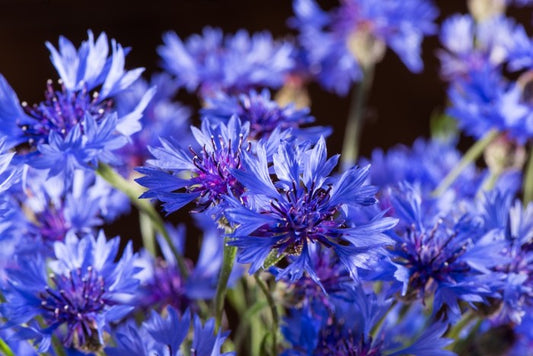 Cornflower blossom