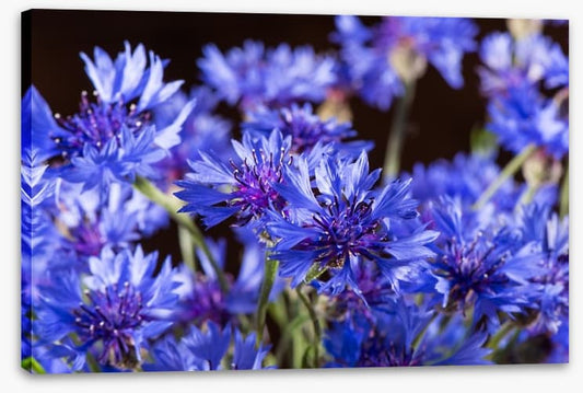 Cornflower blossom