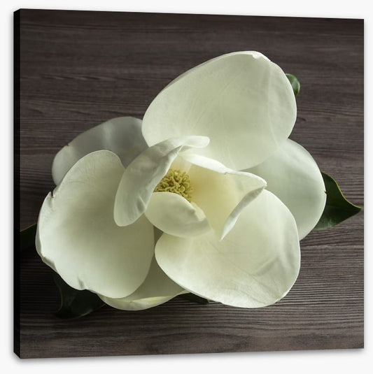White magnolia