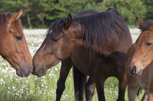 A kiss on the nose
