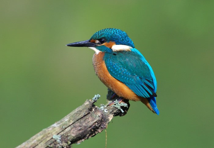 Beautiful blue Kingfisher