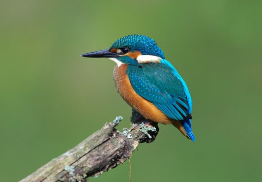 Beautiful blue Kingfisher