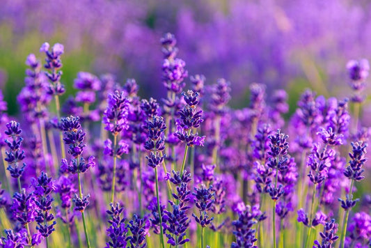 Vibrant lavender field