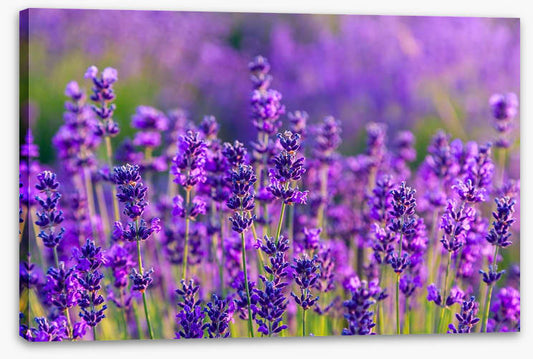Vibrant lavender field
