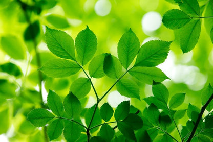 Spring leaves macro