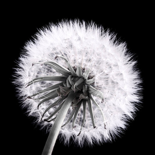 Dandelion eclipse