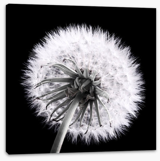 Dandelion eclipse