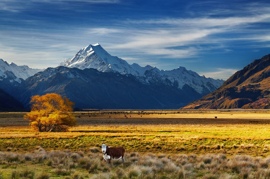 Under the shadow of Mount Cook