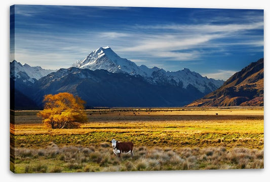 Under the shadow of Mount Cook