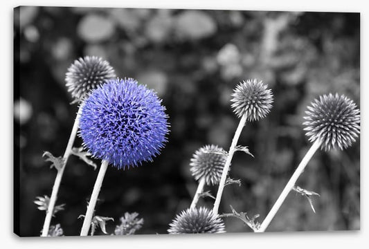 Purple chardon