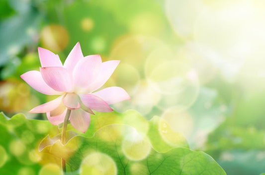 Lotus in the leaves