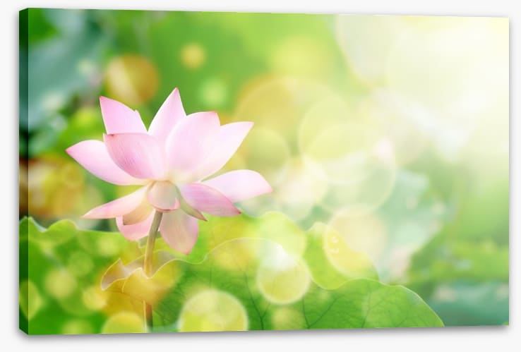Lotus in the leaves