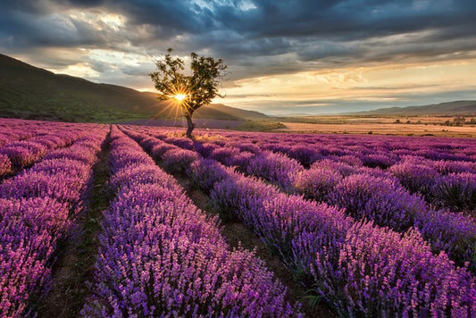 Meadows