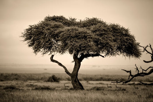 Under the acacia