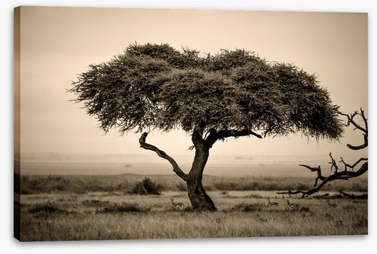 Under the acacia