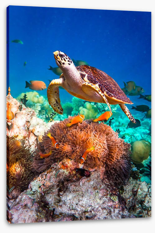 Hawksbill hello