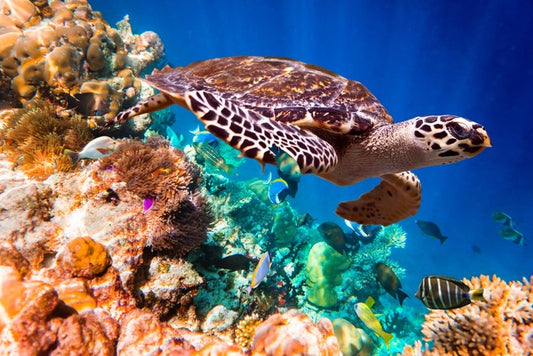 Hawksbill turtle