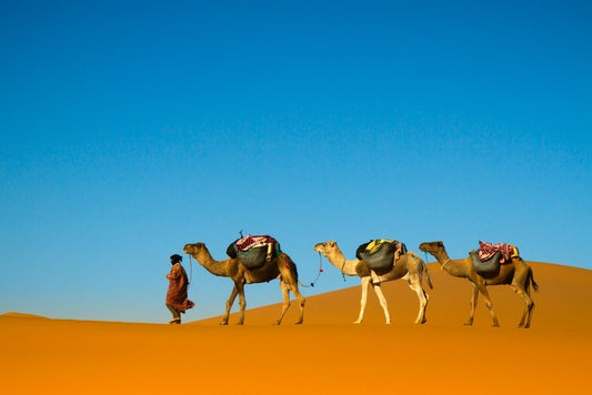 Camel caravan