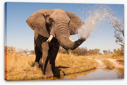 Elephant spray